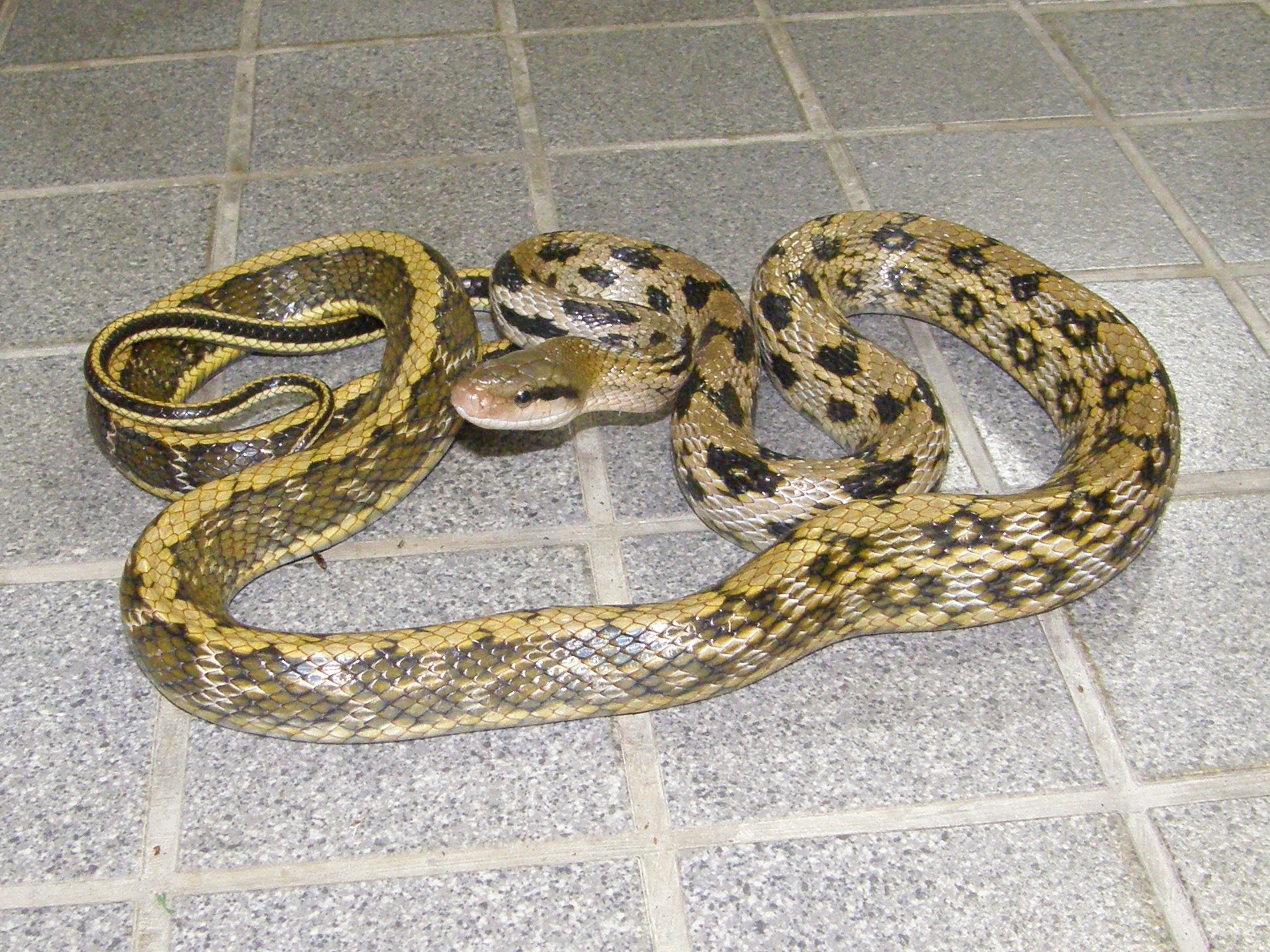 写真：タイワンスジオ