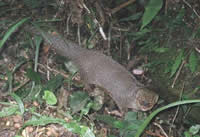 写真：奄美マングース