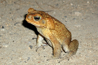 写真：オオヒキガエル