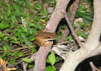 写真：シロアゴガエル