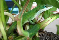 写真：奄美マングース