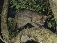 イリオモテヤマネコ