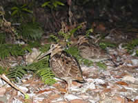 アマミヤマシギ