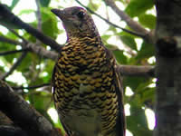 オオトラツグミ