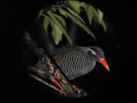 ヤンバルクイナ