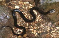 キクザトサワヘビ1