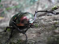 ヤンバルテナガコガネ