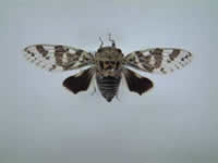 イシガキニイニイ