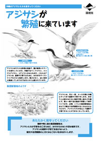 写真：アジサシが繁殖に来ています