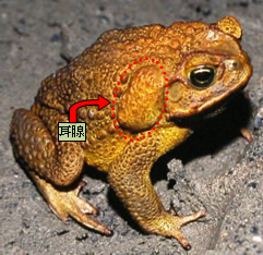 写真:オオヒキガエル