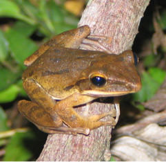 写真:シロアゴガエル