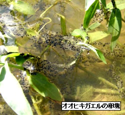 写真:オオヒキガエルの卵塊
