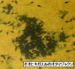 写真:オオヒキガエルのオタマジャクシ