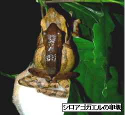 写真:シロアゴガエルの卵塊