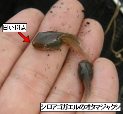 写真:シロアゴガエルのオタマジャクシ