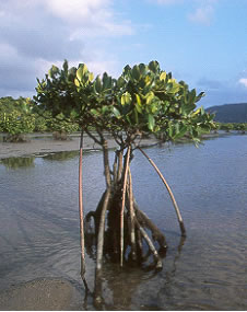 マングローブ